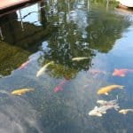 Teich - Apartments Stadt- und Parkblick Teich - Apartments Stadt- und Parkblick
