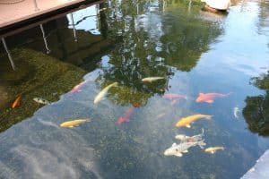 Teich - Apartments Stadt- und Parkblick Teich - Apartments Stadt- und Parkblick