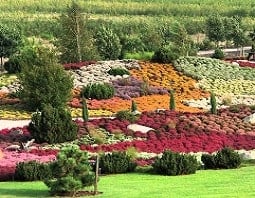 ein buntes Bild voller verschiedenfarbiger Pflanzen und Blumen